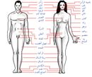 Human body features ar.jpg