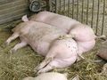 Two pigs in species-appropriate animal husbandry, resting