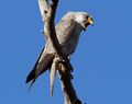 Grey Falcon (1) - Christopher Watson (cropped).jpg