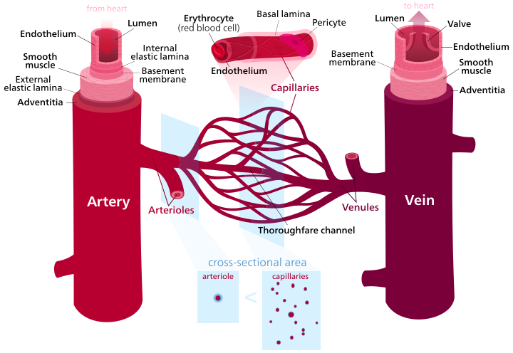 مخطط يوضح تركيب الأوعية الدموية.