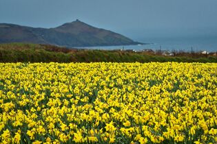 Daffodils in Cornwall