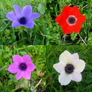 Anemone coronaria - Israel's national flower
