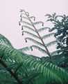 Unidentified tree fern in Oaxaca