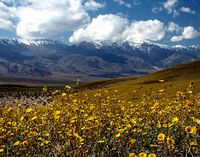 Wildflowers blooming in Death Valley after an unusually wet winter