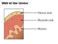 Wall of the ureter.