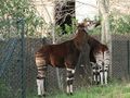 Okapis at Chester Zoo