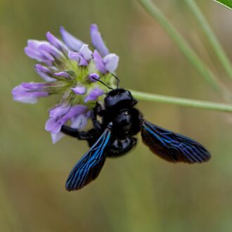 The violet carpenter bee (Xylocopa violacea) is one of the largest bees in Europe.