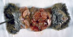 Cotton rat infected with Echinococcus multilocularis 3MG0020 lores.jpg