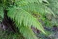Tree fern, probably Dicksonia antarctica