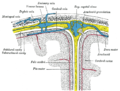 تمثيل تخطيطي لقسم عبر الجزء العلوي من الجمجمة ، يوضح أغشية الدماغ ، إلخ.