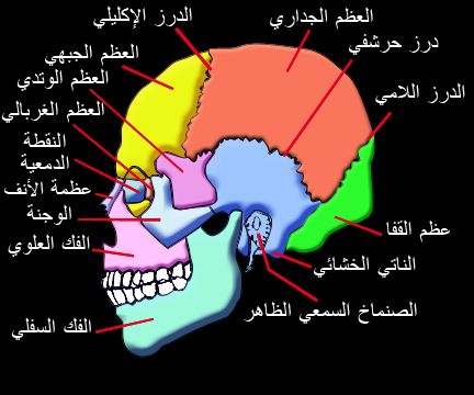 جمجمة - المعرفة