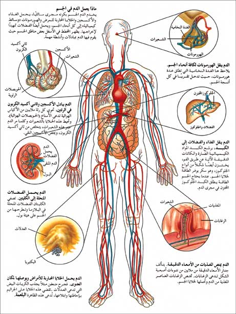 تشريح أجهزة جسم الأنسان بالتفصيل Bloodefecte