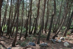 300px-PinusbrutiaSaladin.jpg