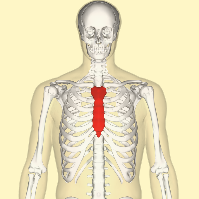 عظم القفص الصدري Sternum المعرفة