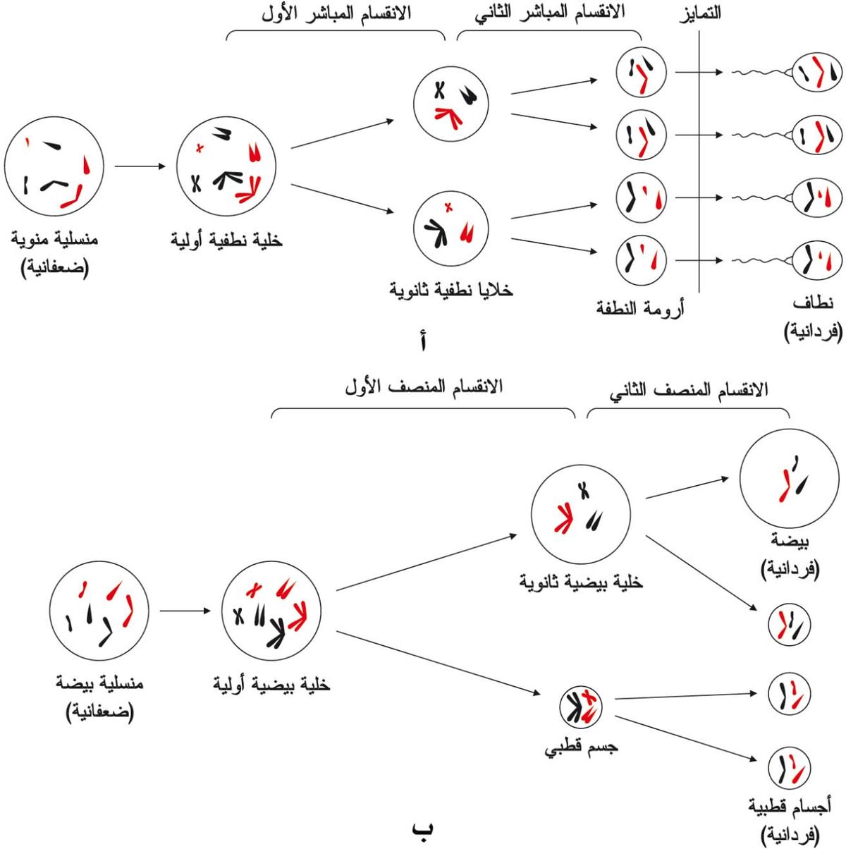 مشيج المعرفة