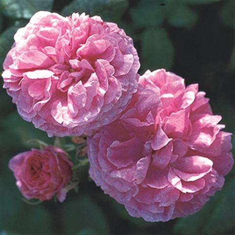 ملف:Damascini flower 2.jpg