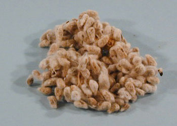 ملف:Cottonseedspic1.jpg