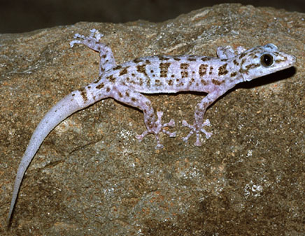 ملف:Phyllodactylus xanti.jpg