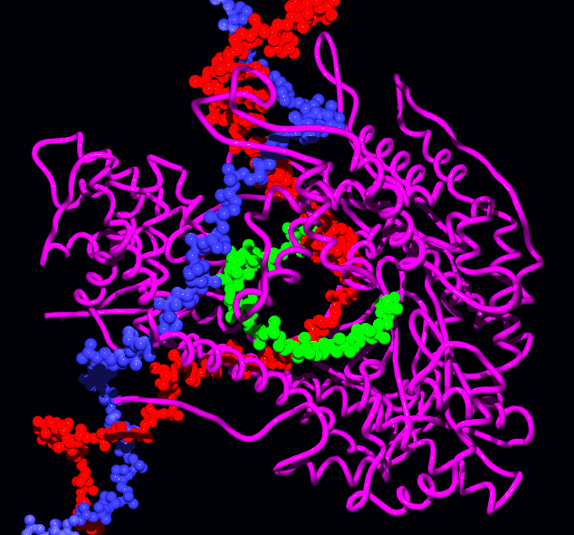 ملف:RNA pol.jpg