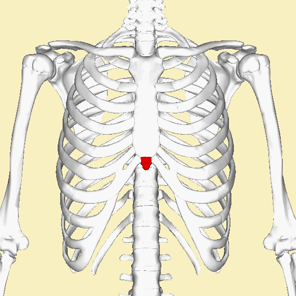 ملف:Xiphoid process animation.gif