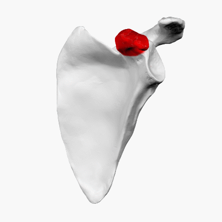 ملف:Coracoid process of left scapula - animation01.gif