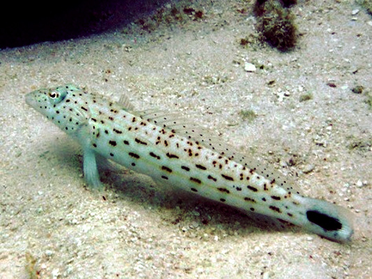 ملف:Parapercis hexophtalma.jpg