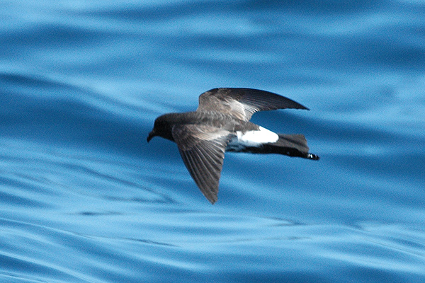 ملف:Oceanites maorianus.jpg