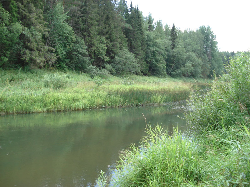 ملف:Река Обнора близ села Воскресенского.jpg