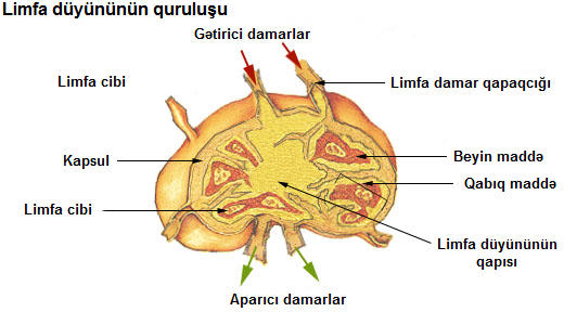 ملف:Illu lymph node structure az.jpg