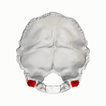 ملف:Jugular process of occipital bone - animation.gif