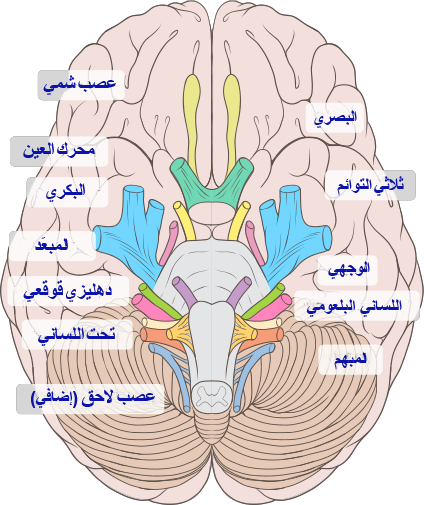صورة الأعصاب القحفية معربة