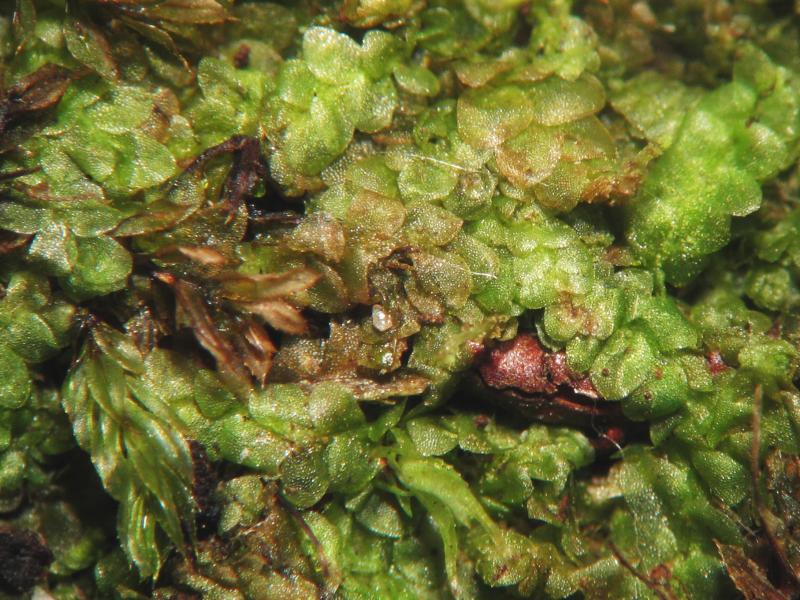 ملف:Calypogeia muelleriana.jpeg