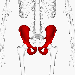 ملف:Hip bone animation3.gif