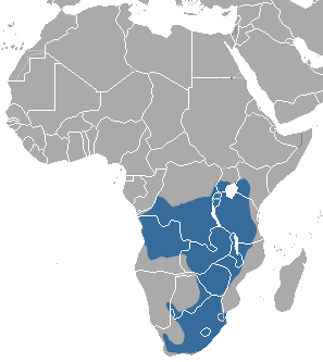 African Striped Weasel area.png