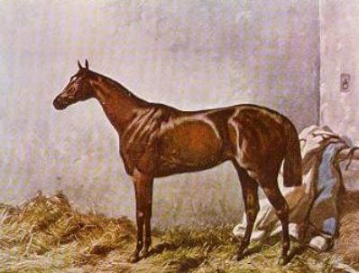 ملف:Hermit (GB).jpg