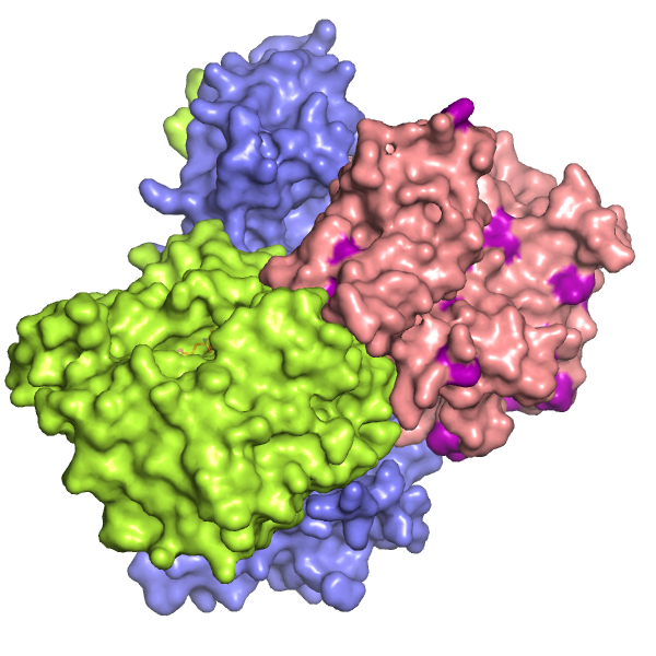 ملف:LKB1 complex structure 2WTK.png