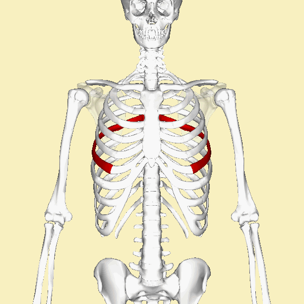 ملف:Sixth rib animation.gif