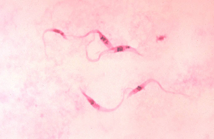 ملف:Trypanosoma cruzi crithidia.jpeg