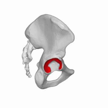 ملف:Lunate Surface Of Acetabulum 03 animation.gif