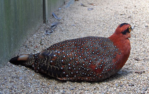 ملف:Tragopan blythii01.jpg
