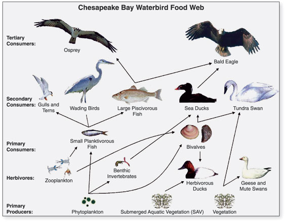 ملف:Chesapeake Waterbird Food Web.jpg