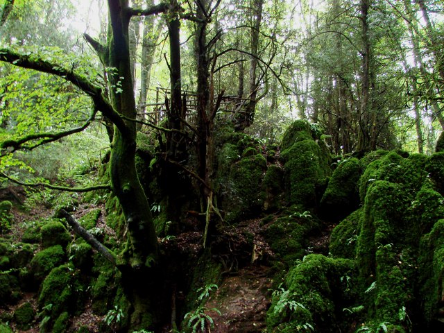 ملف:Puzzlewood.jpg
