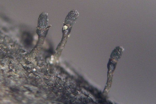 ملف:Shrub Stubble Lichen (2298099580).jpg