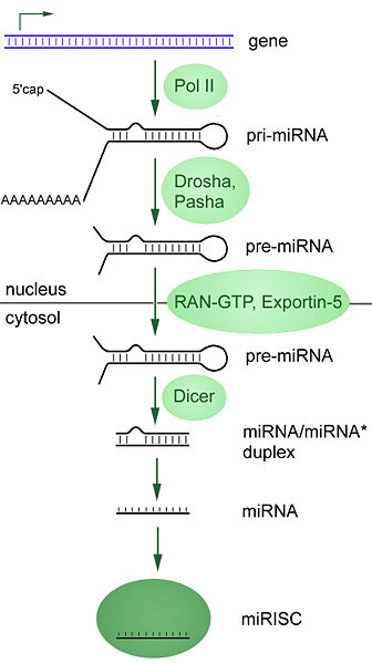 ملف:MiRNA processing.jpg