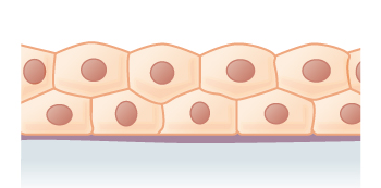 ملف:Stratified cuboidal epithelium.png