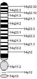 Chromosome 14.jpeg