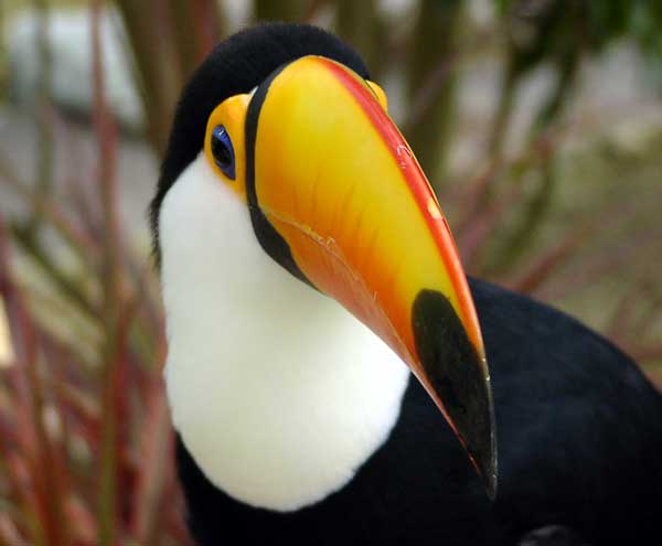 ملف:Ramphastos toco.jpg