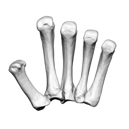 ملف:Metacarpal bones (left hand) - animation02.gif
