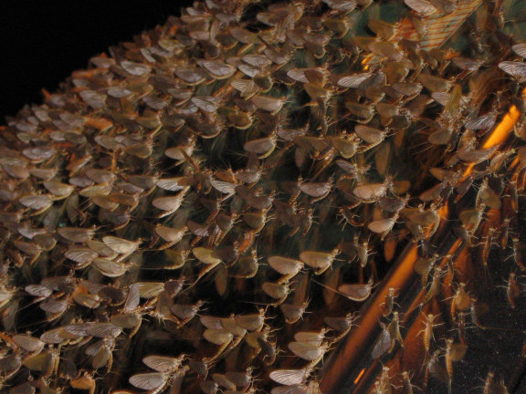 ملف:Shadfly01.jpg