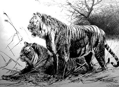 ملف:Extantigerturanianwksciam97.jpg